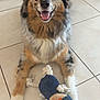 dog, toy, plush_toy, rope, floor, tile, indoor, pet, happy, smiling, fur, animal, playful, sitting, front_legs, brown, black, white, speckled, cute