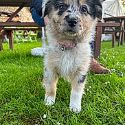 Haïdi a rejoint le concours — aidez-le/la à gagner de superbes lots ! puppy, dog, grass, outdoor, person, bench, collar, fur, cute, animal, pet, nature, daylight, playful, young, mammal, park, friendly, small, adorable