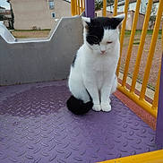 Junior a rejoint le concours — aidez-le/la à gagner de superbes lots ! cat, black_and_white, playground, purple_metal, yellow_bars, outdoor, quiet, sitting, house, cloudy_sky, fence, pet, animal, nature, daytime, calm, urban, ground, fur, whiskers