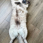 Gizmo is registered to the contest to win money with this photo: cat, blue_eyes, fluffy, lying_down, wooden_floor, relaxed, pet, animal, feline, indoor, cute, stretching, long_fur, tail, whiskers, paws, looking_up, domestic_cat, soft_fur, alert