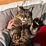 Pupuce participe au concours pour gagner de l'argent avec cette photo : cat, tabby, pet, animal, paw, whiskers, fur, bed, blanket, hand, indoor, cute, closeup, expression, tongue, relaxed, feline, domestic, striped, playful