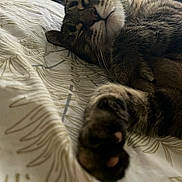 Pupuce a rejoint le concours — aidez-le/la à gagner de superbes lots ! cat, tabby, paw, bed, bedspread, sleepy, close_up, whiskers, feline, pet, domestic_animal, resting, cozy, indoor, patterned, fur, cute, animal, relaxed, soft_light