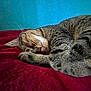 Pupuce a rejoint le concours — aidez-le/la à gagner de superbes lots ! cat, tabby, sleeping, fur, whiskers, blanket, red, blue_background, cozy, resting, pet, animal, closeup, indoor, relaxed, soft_texture, cute, peaceful, mammal, feline