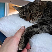 Pupuce a rejoint le concours — aidez-le/la à gagner de superbes lots ! animal, bond, cat, closeup, comfort, cushion, cute, feline, fluffy, hand, human, indoor, nap, paw, pet, relaxation, resting, sleeping, tabby, touch