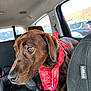 Chief is registered to the contest to win money with this photo: animal, attentive, bandana, black_seat, brown_dog, canine, car_interior, close_up, curious, daylight, dog, domestic_animal, leash, pet, red_bandana, seat, seatbelt, transport, vehicle, window