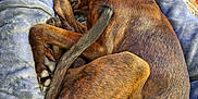 Chief is registered to the contest to win money with this photo: animal, blanket, brindle, brown, carpet, collar, comfort, cozy, curled_up, dog, fur, indoor, paws, pet, plush, relaxed, resting, sleeping, soft, tail