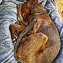 animal, blanket, brindle, brown, carpet, collar, comfort, cozy, curled_up, dog, fur, indoor, paws, pet, plush, relaxed, resting, sleeping, soft, tail