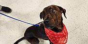 Chief joined the competition — help win amazing prizes! animal, bandana, blue_leash, brown_dog, curious, dog, floor, footwear, heart_pattern, indoor, leash, people, pet, petsmart, red_bandana, sandals, shopping, sitting, store_floor, tile_floor