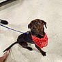 Chief joined the competition — help win amazing prizes! animal, bandana, blue_leash, brown_dog, curious, dog, floor, footwear, heart_pattern, indoor, leash, people, pet, petsmart, red_bandana, sandals, shopping, sitting, store_floor, tile_floor