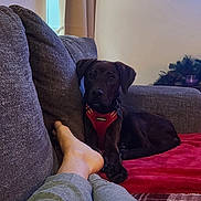Chief joined the competition — help win amazing prizes! blanket, brown_dog, couch, cozy, curtain, decor, dog, furniture, home, indoor, legs, living_room, pajamas, person, pet, plush, red_harness, relaxing, resting, window
