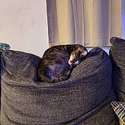Kitty is registered to the contest to win money with this photo: cat, tabby_cat, sleeping, cushion, pillows, indoor, resting, furniture, cozy, curtains, domestic_animal, pet, relaxation, soft_texture, gray_color, comfort, quiet, home, animal, nap