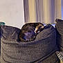 animal, cat, comfort, cozy, curtains, cushion, domestic_animal, furniture, gray_color, home, indoor, nap, pet, pillows, quiet, relaxation, resting, sleeping, soft_texture, tabby_cat