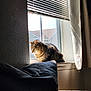Kitty joined the competition — help win amazing prizes! cat, tabby, windowsill, sunlight, blinds, couch, pillow, indoor, pet, feline, resting, cozy, window, shadow, light, home, domestic, quiet, relaxation, animal