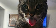 Kitty is registered to the contest to win money with this photo: cat, tabby, tongue_out, close_up, indoor, pet, animal, whiskers, ears, face, fur, domestic_cat, cute, playful, feline, portrait, household, living_room, ceiling_fan, wall_art