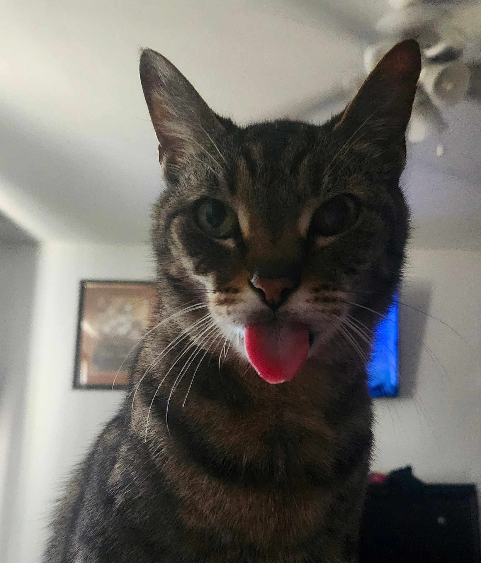 Kitty is registered to the contest to win money with this photo: cat, tabby, tongue_out, close_up, indoor, pet, animal, whiskers, ears, face, fur, domestic_cat, cute, playful, feline, portrait, household, living_room, ceiling_fan, wall_art