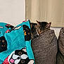 Kitty joined the competition — help win amazing prizes! cat, tabby, sleeping, blanket, dog_pattern, couch, gray_couch, indoor, cozy, resting, feline, pet, fur, whiskers, pillow, soft, home, curtain, relaxing, animal