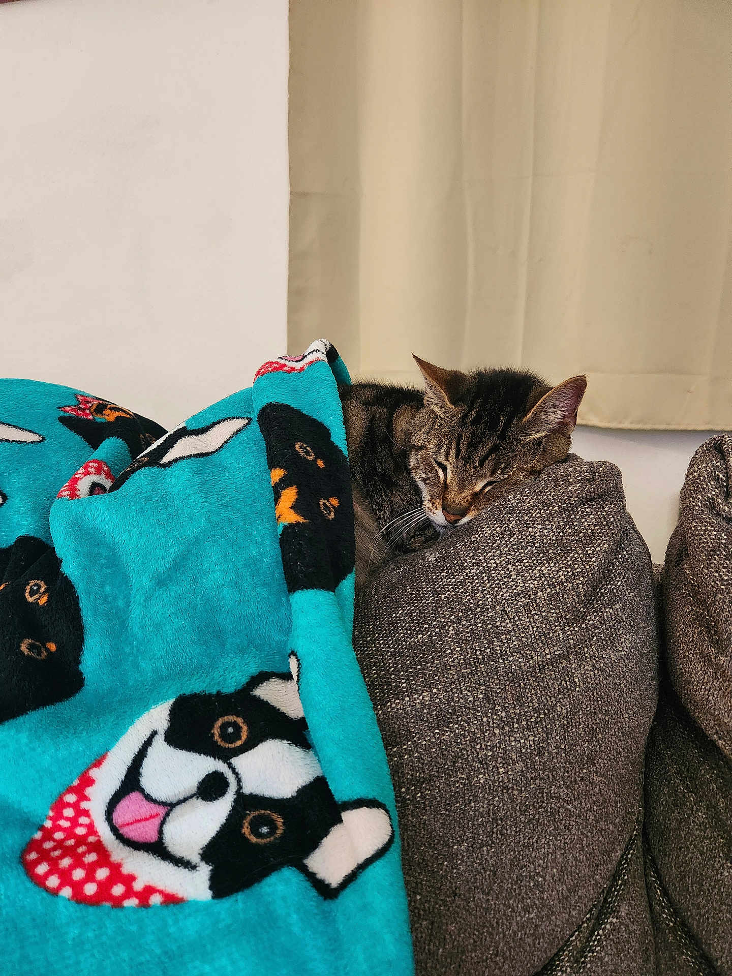 Kitty joined the competition — help win amazing prizes! animal, blanket, cat, couch, cozy, curtain, dog_pattern, feline, fur, gray_couch, home, indoor, pet, pillow, relaxing, resting, sleeping, soft, tabby, whiskers