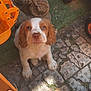 puppy, dog, brown_and_white, outdoor, garden, toy_bike, stone_patio, grass, shadows, close_up, pet, cute, looking_up, animal, playful, summer, footwear, wooden_chair, sunlight, brick_wall