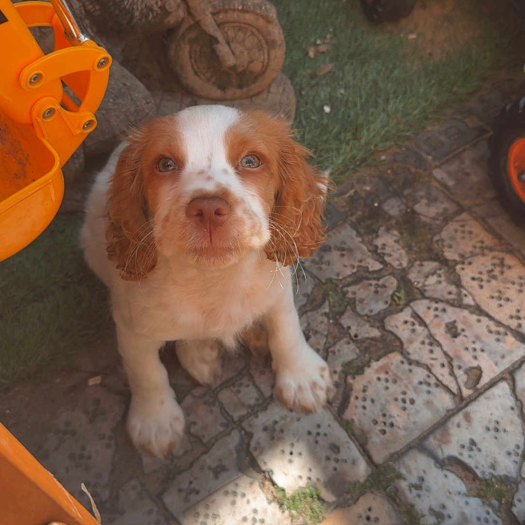 Lola joined the competition — help win amazing prizes! animal, brick_wall, brown_and_white, close_up, cute, dog, footwear, garden, grass, looking_up, outdoor, pet, playful, puppy, shadows, stone_patio, summer, sunlight, toy_bike, wooden_chair