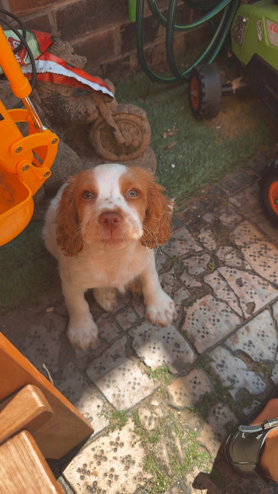 Lola joined the competition — help win amazing prizes! puppy, dog, brown_and_white, outdoor, garden, toy_bike, stone_patio, grass, shadows, close_up, pet, cute, looking_up, animal, playful, summer, footwear, wooden_chair, sunlight, brick_wall