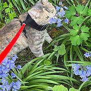 Zira participe au concours pour gagner de l'argent avec cette photo : animal, blue_flower, cat, closeup, curious, flower, fur, garden, grass, greenery, harness, leash, nature, outdoor, pet, plant, sniffing, spring, walking, whiskers