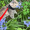 animal, blue_flower, cat, closeup, curious, flower, fur, garden, grass, greenery, harness, leash, nature, outdoor, pet, plant, sniffing, spring, walking, whiskers