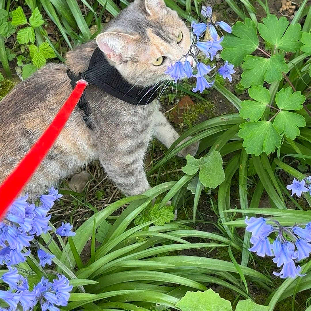Zira participe au concours pour gagner de l'argent avec cette photo : animal, blue_flower, cat, closeup, curious, flower, fur, garden, grass, greenery, harness, leash, nature, outdoor, pet, plant, sniffing, spring, walking, whiskers