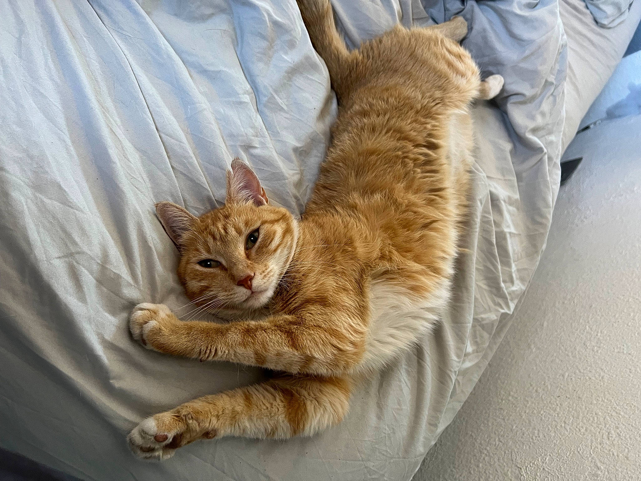 Ginette participe au concours pour gagner de l'argent avec cette photo : carnivore, cat, claw, comfort, domestic_short_haired_cat, fawn, felidae, fur, nap, paw, sitting, small_to_medium_sized_cats, snout, tail, terrestrial_animal, tree, whiskers, wildlife