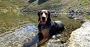 Baloo participe au concours pour gagner de l'argent avec cette photo : dog, water, lake, mountain, rocks, sky, clouds, sunlight, nature, outdoor, animal, canine, happy, tongue_out, relaxing, scenic, landscape, clear_water, summer, adventure