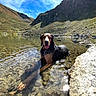 adventure, animal, canine, clear_water, clouds, dog, happy, lake, landscape, mountain, nature, outdoor, relaxing, rocks, scenic, sky, summer, sunlight, tongue_out, water