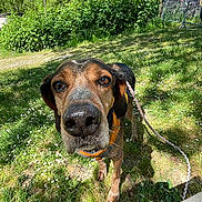 Baloo a rejoint le concours — aidez-le/la à gagner de superbes lots ! dog, grass, flowers, leash, collar, greenery, trees, blue_sky, outdoor, sunlight, nature, pet, canine, close_up, curious, animal, daytime, shadow, park, snout