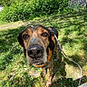 animal, blue_sky, canine, close_up, collar, curious, daytime, dog, flowers, grass, greenery, leash, nature, outdoor, park, pet, shadow, snout, sunlight, trees