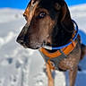 Baloo participe au concours pour gagner de l'argent avec cette photo : dog, animal, pet, outdoor, snow, winter, blue_sky, close_up, fur, collar, harness, canine, muzzle, ears, portrait, nature, cold, daylight, looking_away, texture