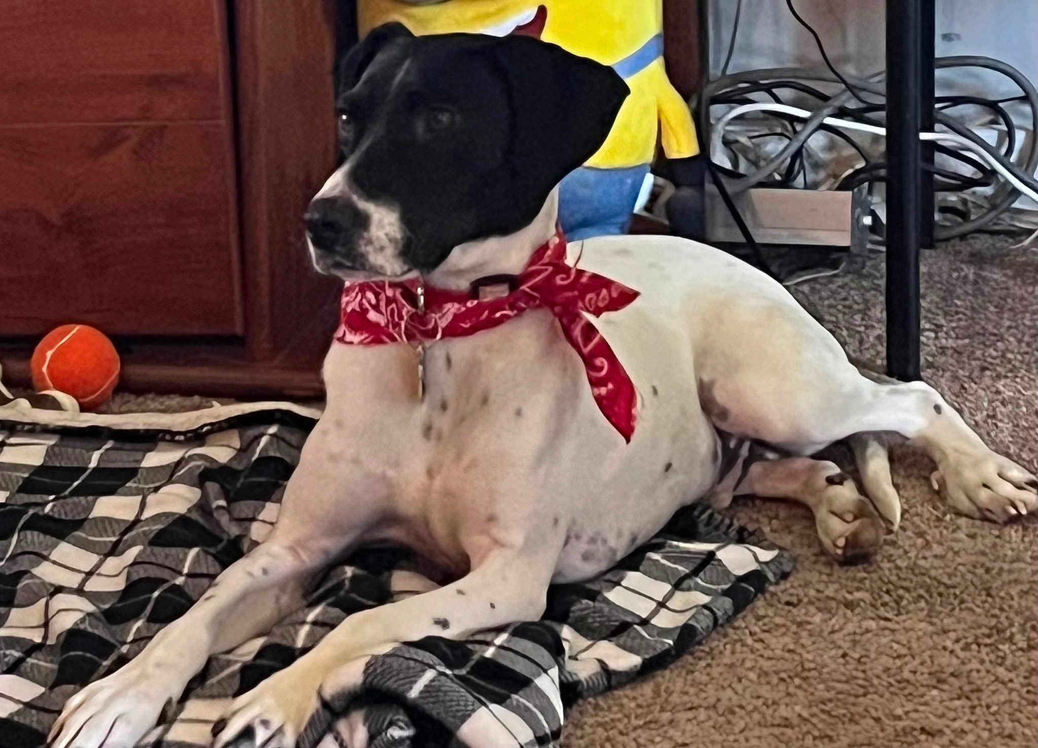 Maximus