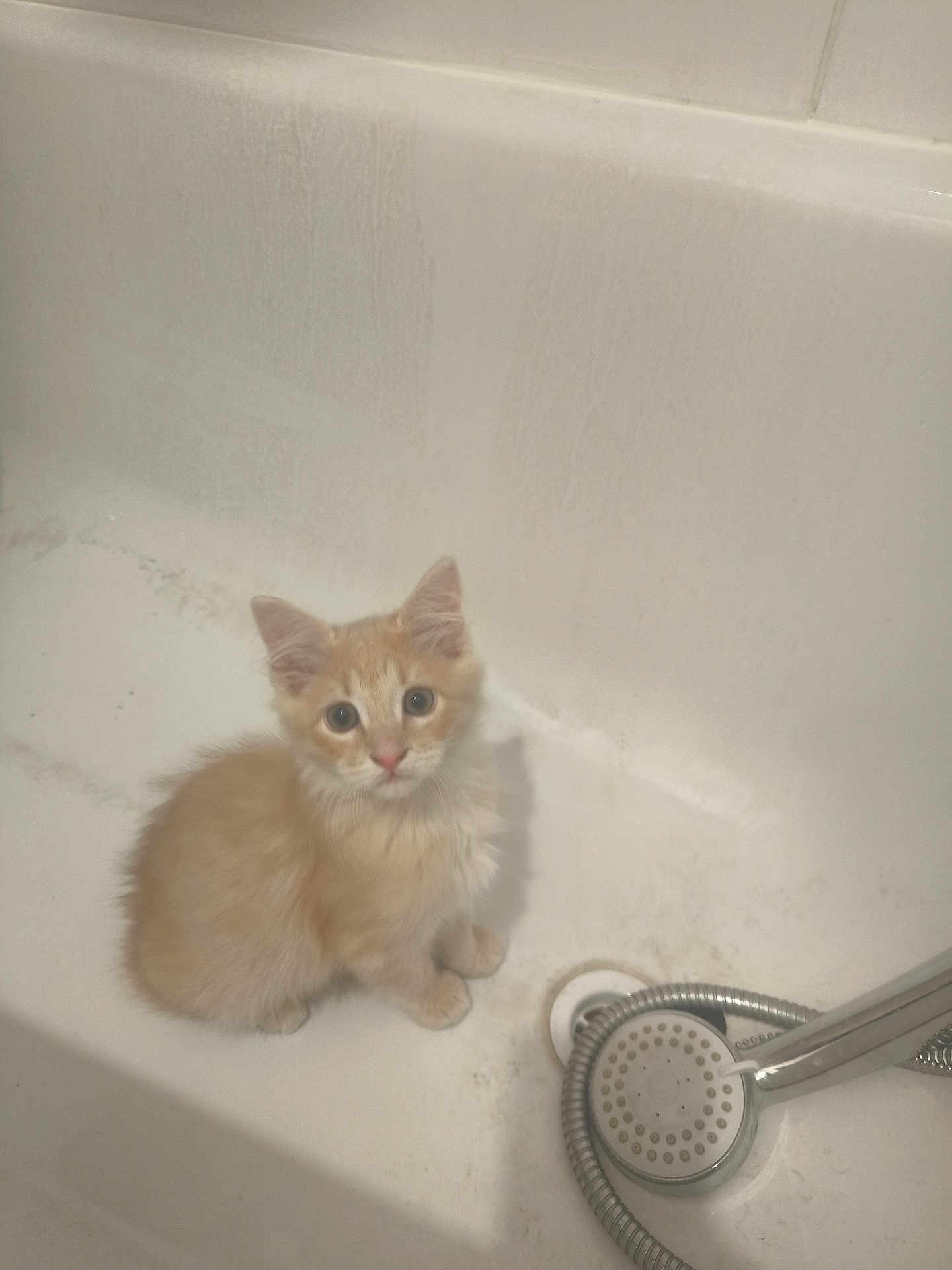 Missy a rejoint le concours — aidez-le/la à gagner de superbes lots ! kitten, cat, bathtub, showerhead, pet, animal, curious, indoor, feline, fluffy, orange, white, small, cute, young, sitting, looking_up, domestic, bathroom, coiled