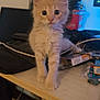 kitten, cat, orange_cat, pet, animal, cute, fur, whiskers, desk, cables, box, indoor, curious, young, small, feline, looking, standing, closeup, domestic_animal