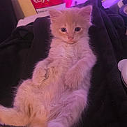 Missy a rejoint le concours — aidez-le/la à gagner de superbes lots ! kitten, cat, animal, pet, fluffy, orange, relaxed, blanket, indoor, feline, cute, young, lying_down, paw, soft, fur, purple_light, container, table, domestic