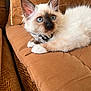 Alphonse a rejoint le concours — aidez-le/la à gagner de superbes lots ! kitten, cat, siamese, blue_eyes, fluffy, pet, collar, couch, brown, cozy, indoor, resting, cute, animal, whiskers, ears, paw, fur, portrait, relaxed