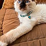 Alphonse participe au concours pour gagner de l'argent avec cette photo : cat, blue_eyes, fluffy, collar, jewelry, pet, feline, indoor, couch, brown, relaxed, closeup, whiskers, paw, fur, cute, resting, domestic_animal, animal, portrait