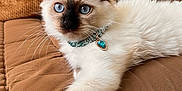 Alphonse participe au concours pour gagner de l'argent avec cette photo : cat, kitten, siamese, blue_eyes, collar, gem, jewelry, fluffy, fur, paw, stretching, couch, brown, cozy, indoor, pet, animal, cute, relaxed, portrait