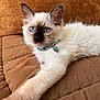 cat, kitten, siamese, blue_eyes, collar, gem, jewelry, fluffy, fur, paw, stretching, couch, brown, cozy, indoor, pet, animal, cute, relaxed, portrait