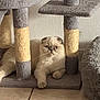 cat, scottish_fold, cat_tree, scratching_post, indoor, pet, animal, feline, resting, gray, cream, fur, ears, paw, floor, tile, wall, bed, cozy, cute