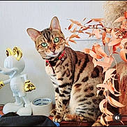 Reina a rejoint le concours — aidez-le/la à gagner de superbes lots ! cat, bengal_cat, green_eyes, red_collar, figurine, mickey_mouse, gold_accents, dried_leaves, indoor, wooden_surface, decor, pet, animal, domestic_cat, sitting, closeup, orange_leaves, artistic, still_life, curious