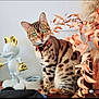 cat, bengal_cat, green_eyes, red_collar, figurine, mickey_mouse, gold_accents, dried_leaves, indoor, wooden_surface, decor, pet, animal, domestic_cat, sitting, closeup, orange_leaves, artistic, still_life, curious