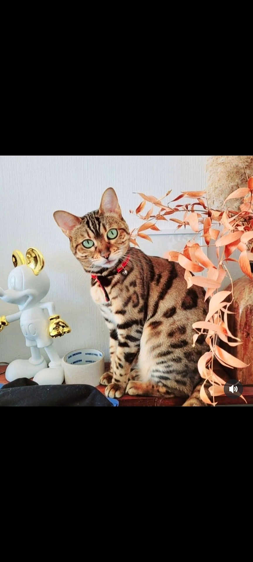 Reina a rejoint le concours — aidez-le/la à gagner de superbes lots ! cat, bengal_cat, green_eyes, red_collar, figurine, mickey_mouse, gold_accents, dried_leaves, indoor, wooden_surface, decor, pet, animal, domestic_cat, sitting, closeup, orange_leaves, artistic, still_life, curious