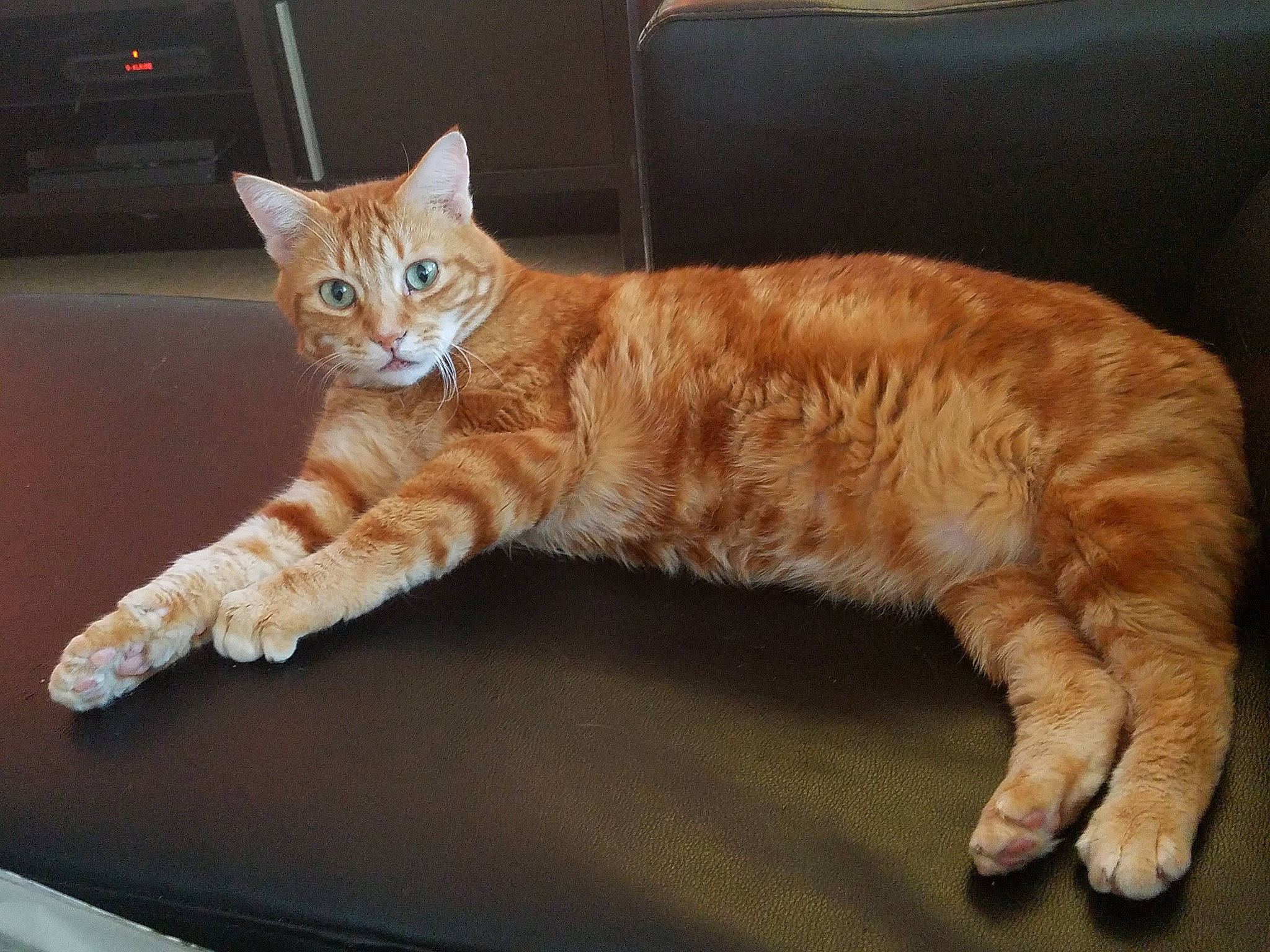 Charly participe au concours pour gagner de l'argent avec cette photo : arabian_mau, asian, australian_mist, carnivore, cat, claw, cymric, domestic_short_haired_cat, european_shorthair, fawn, felidae, german_rex, kitten, kurilian_bobtail, mammal, small_to_medium_sized_cats, tabby_cat, tail, vertebrate, whiskers