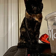 Nori joined the competition — help win amazing prizes! armrest, cat, couch, cozy, curious, domestic_animal, feline, fur, gazing, home, indoor, pet, plastic_cup, relaxed, snack_bag, table, tail, tortoiseshell_cat, vertical_blinds, whiskers