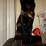 armrest, cat, couch, cozy, curious, domestic_animal, feline, fur, gazing, home, indoor, pet, plastic_cup, relaxed, snack_bag, table, tail, tortoiseshell_cat, vertical_blinds, whiskers