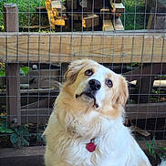 Jeeves joined the competition — help win amazing prizes! animal, brown, canine, collar, cute, daylight, dog, fence, fur, garden, grass, looking_up, nature, outdoor, pet, portrait, stacked_wood, tag, white, wood