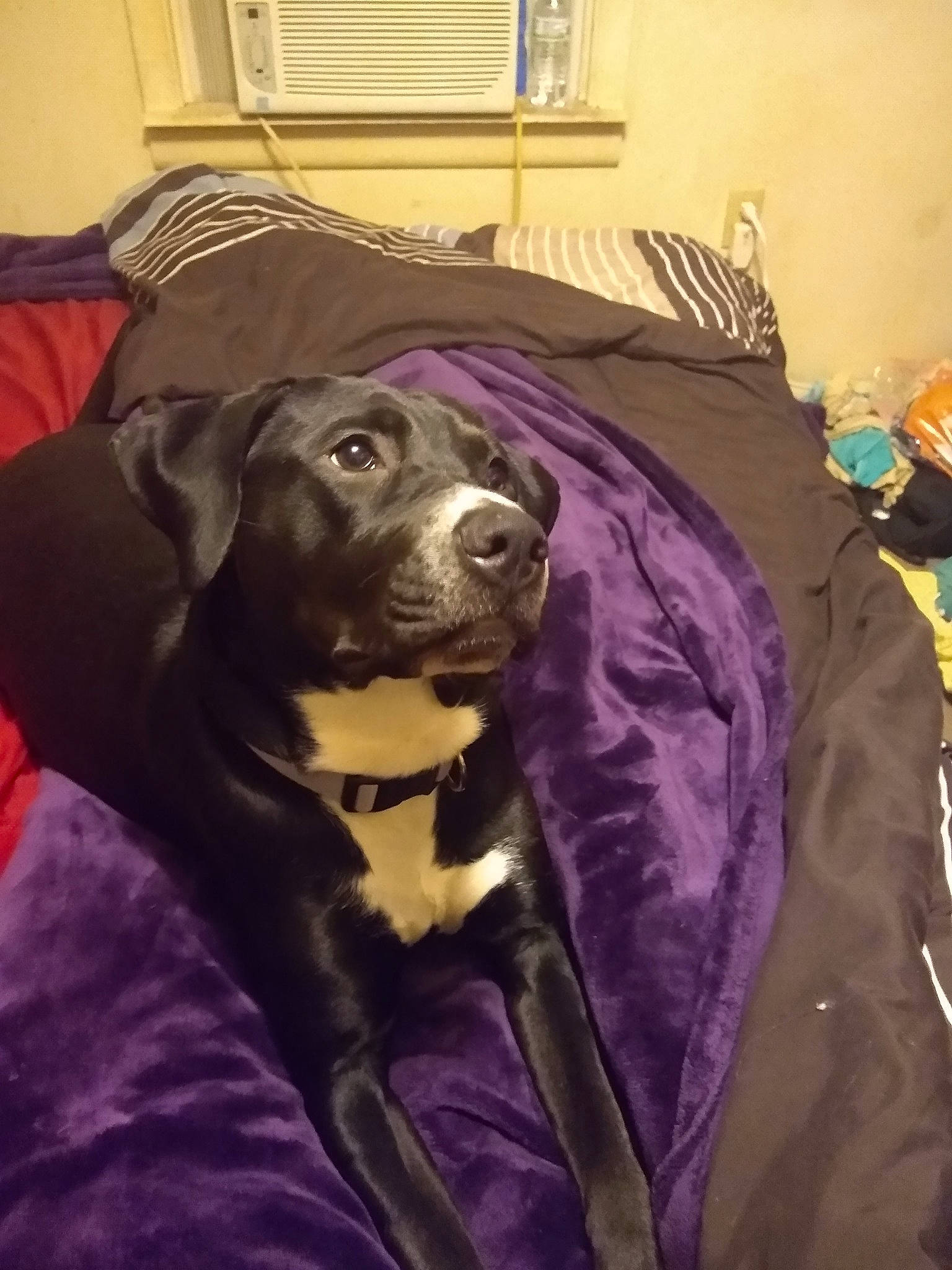 Mollie joined the competition — help win amazing prizes! american_pit_bull_terrier, bandog, beagador, borador, canidae, carnivore, companion_dog, dog, dog_breed, fawn, labrador_retriever, snout, sporting_group, whiskers